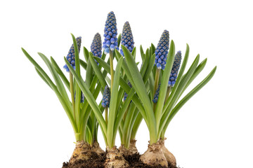 Detail Muscari Bienen Nomer 4