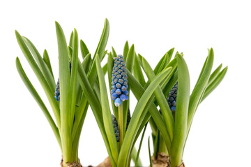 Detail Muscari Bienen Nomer 5