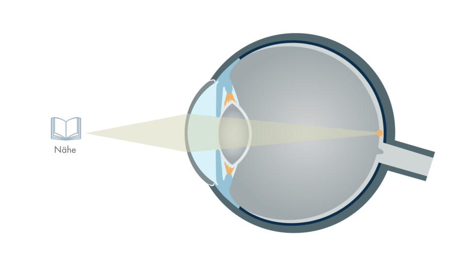 Detail Anatomie Auge Mensch Nomer 9