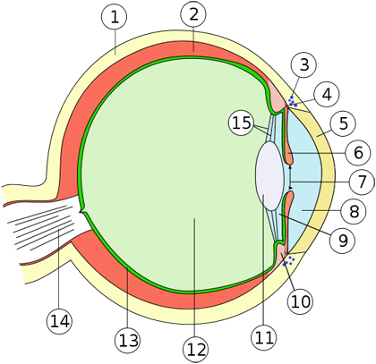 Detail Anatomie Auge Mensch Nomer 10