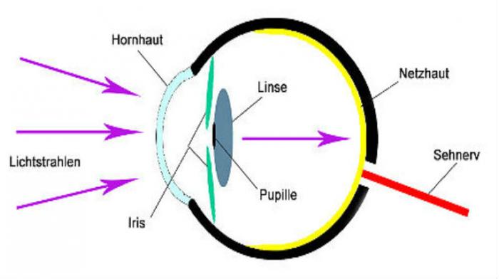 Detail Anatomie Auge Mensch Nomer 2