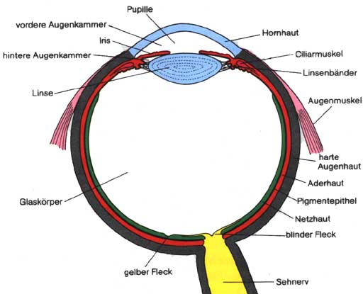 Detail Anatomie Auge Mensch Nomer 3