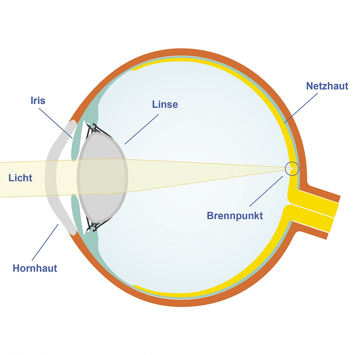 Detail Anatomie Auge Mensch Nomer 4