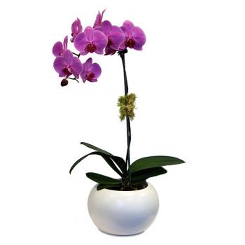 Detail Blumen Donners Nomer 20