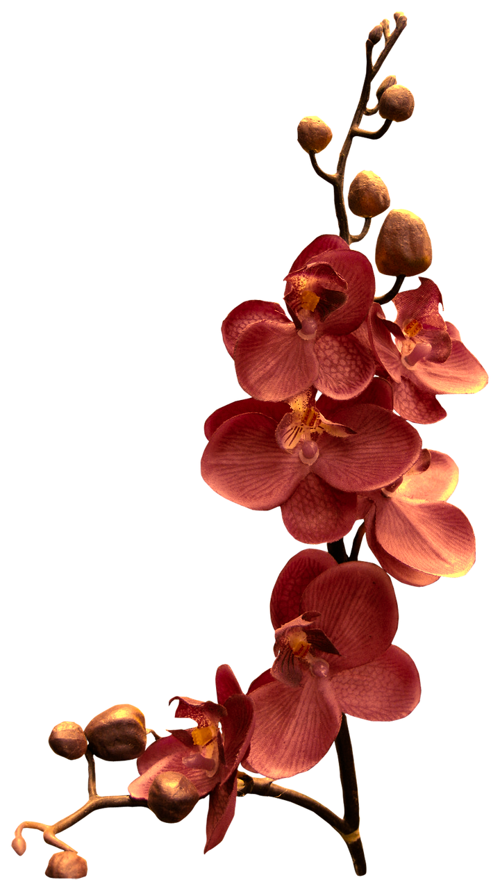 Detail Blumen Donners Nomer 23