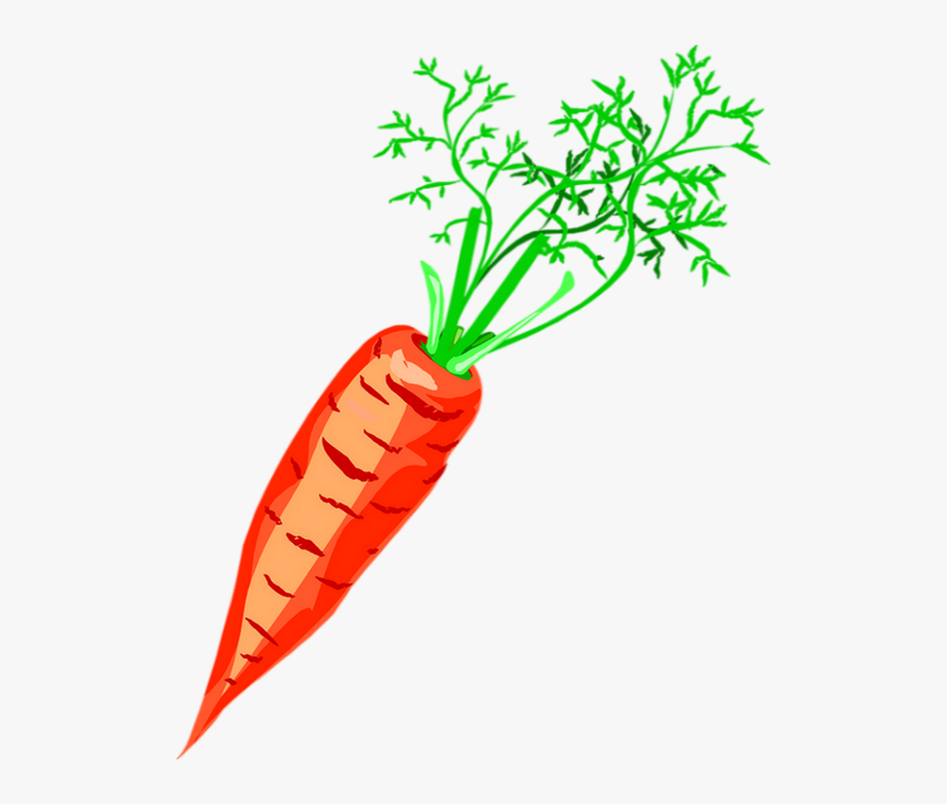 Carrot Drawing Png - KibrisPDR