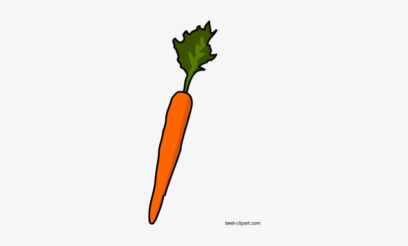 Detail Carrot Drawing Png Nomer 22