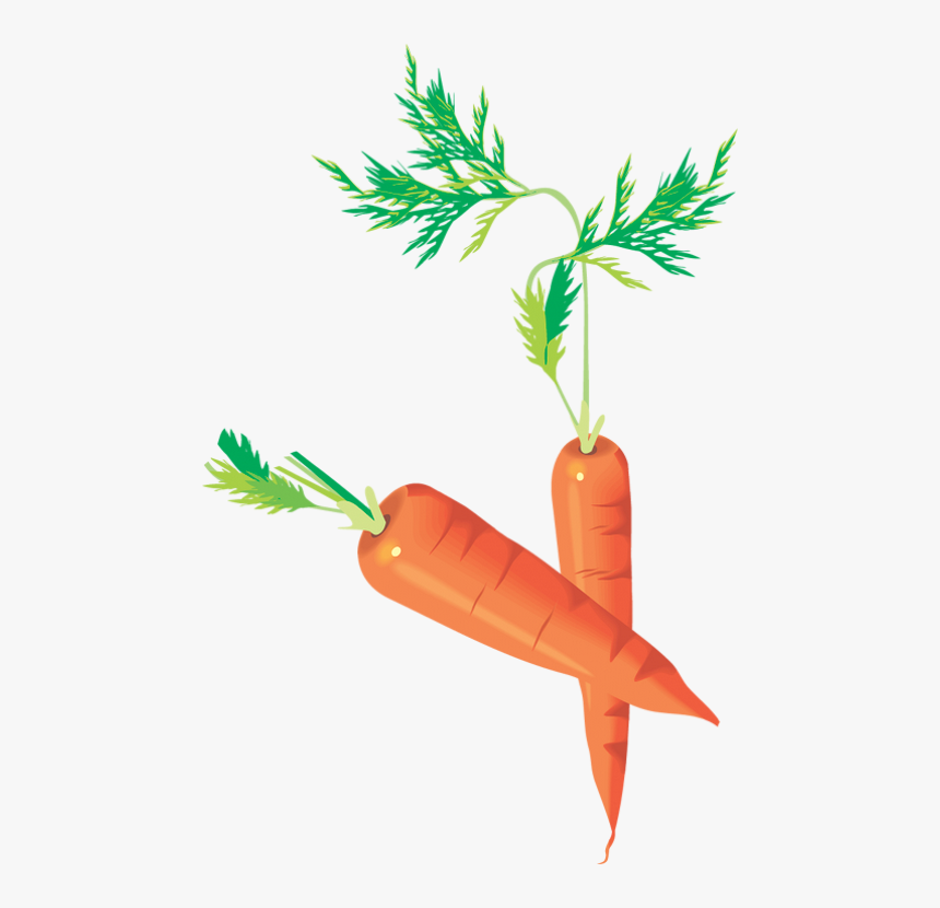 Detail Carrot Drawing Png Nomer 6