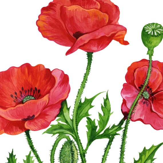 Detail Mohn Bilder Nomer 13