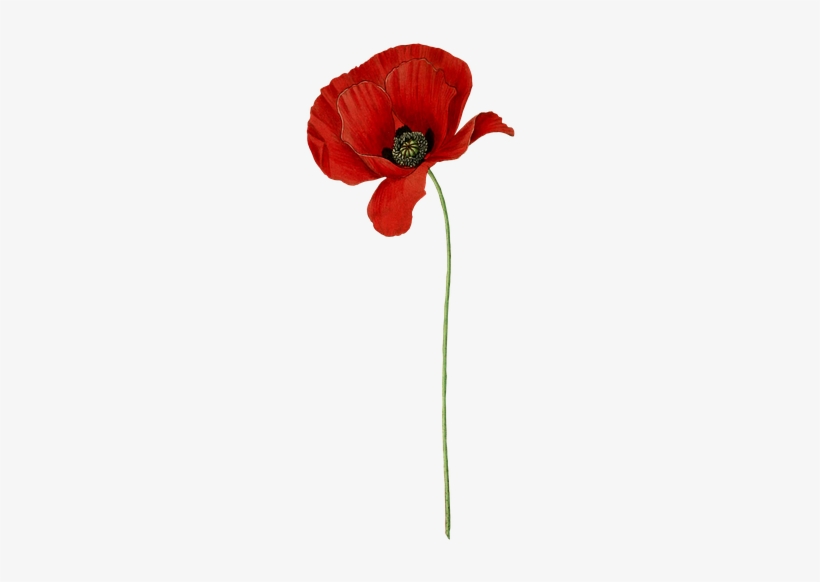 Detail Mohn Bilder Nomer 2
