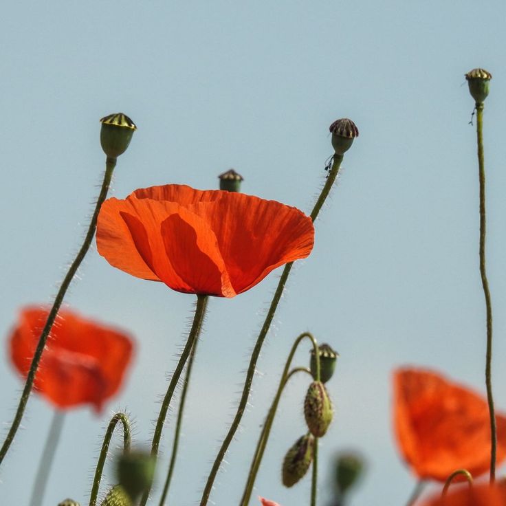 Detail Mohn Bilder Nomer 7