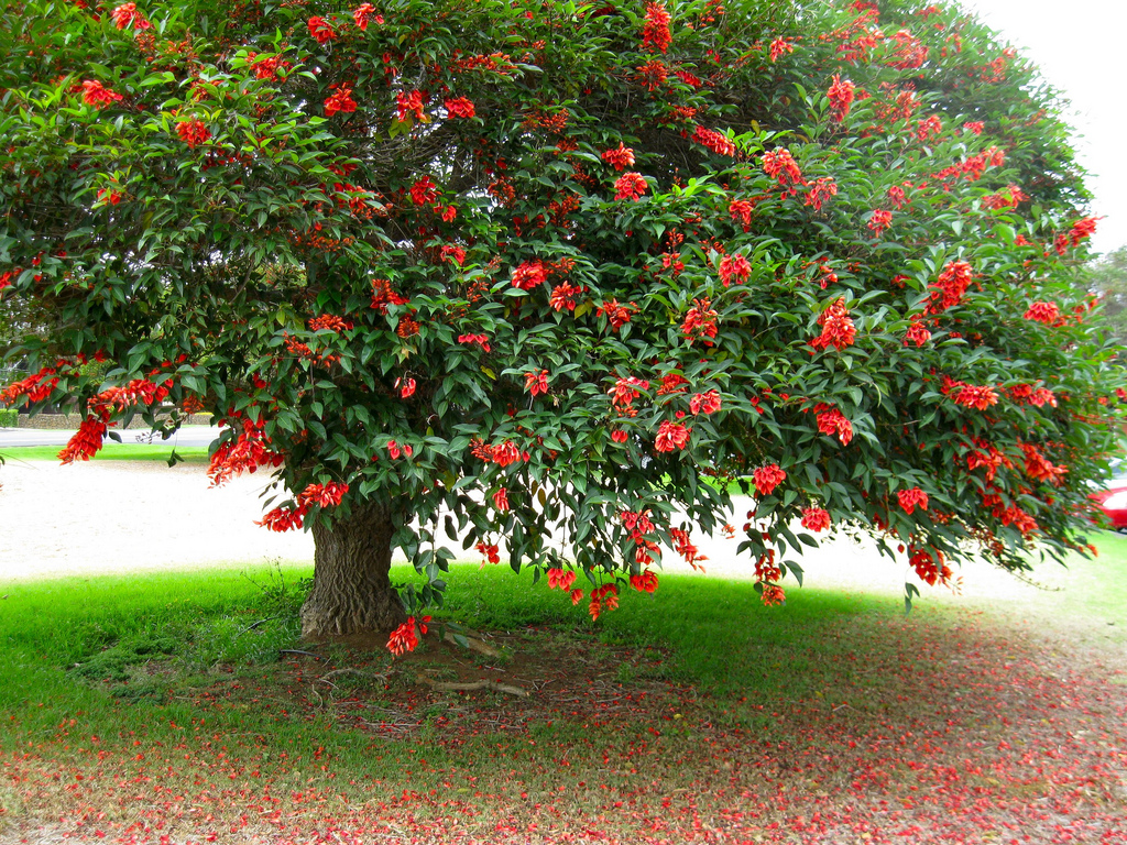 Detail Erythrina Crista Galli Nomer 16