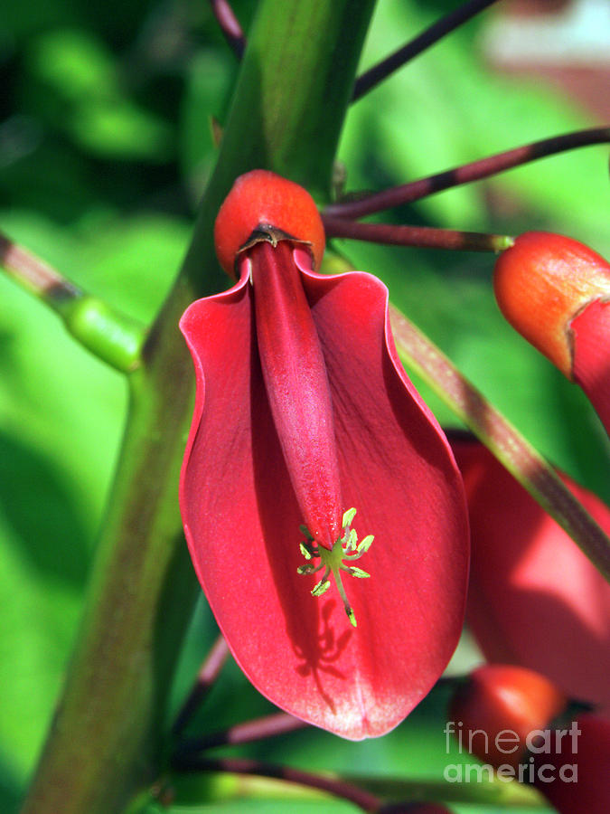 Detail Erythrina Crista Galli Nomer 21