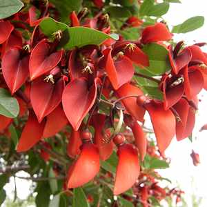 Detail Erythrina Crista Galli Nomer 4