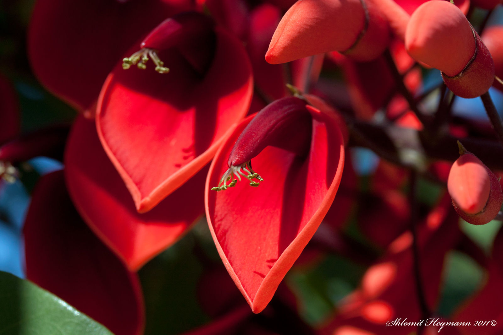 Detail Erythrina Crista Galli Nomer 36