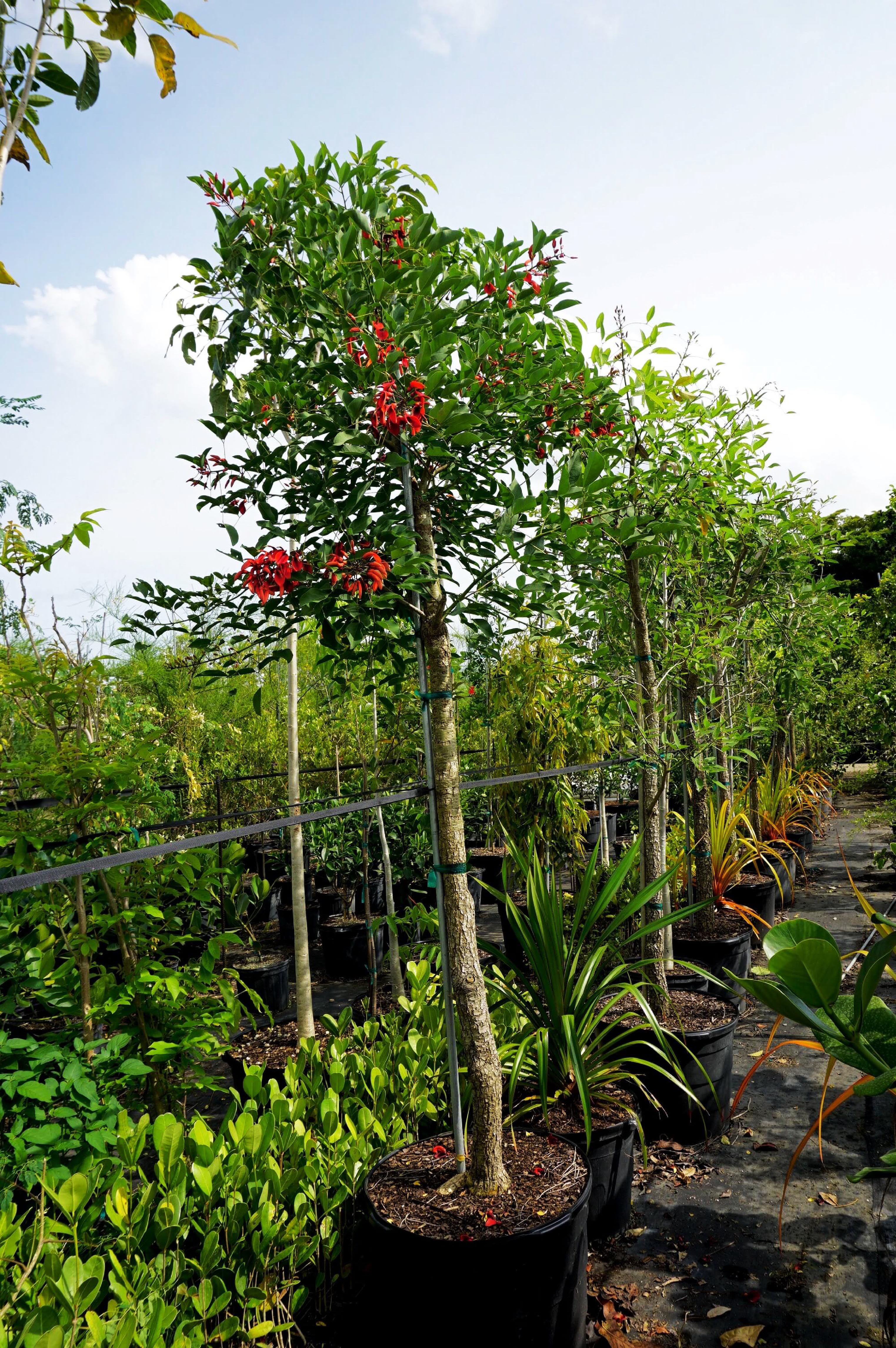 Detail Erythrina Crista Galli Nomer 39