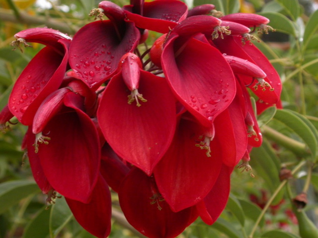 Detail Erythrina Crista Galli Nomer 41