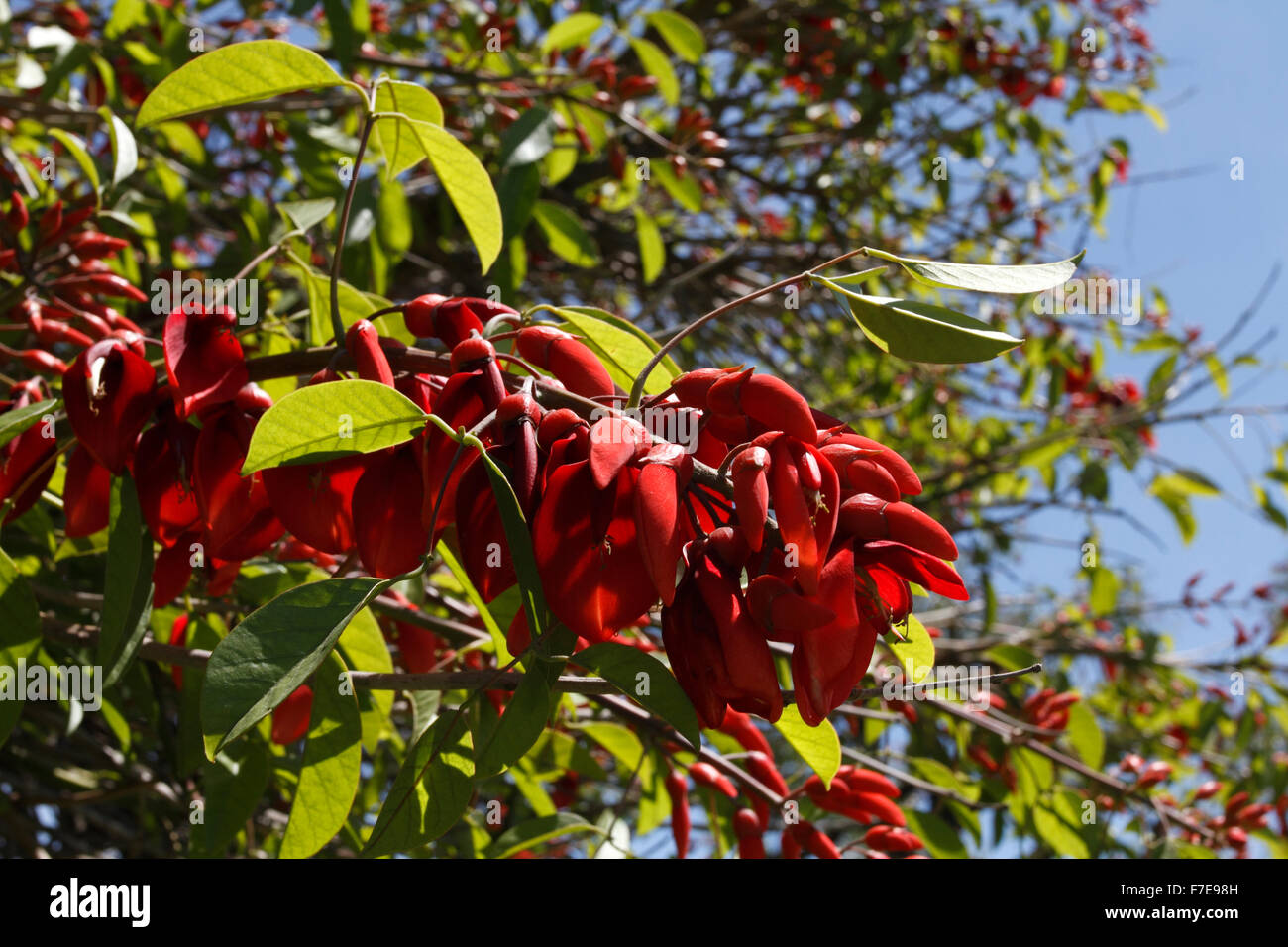 Detail Erythrina Crista Galli Nomer 54