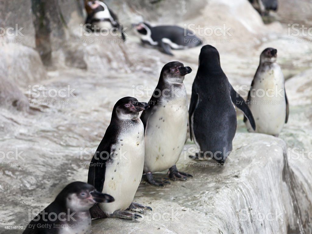 Es Salju Penguin - KibrisPDR