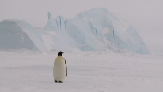Download Es Salju Penguin Nomer 22