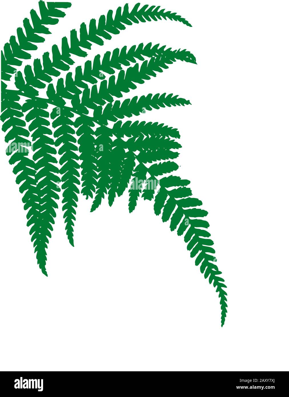 Detail Fern Silhouette Png Nomer 14