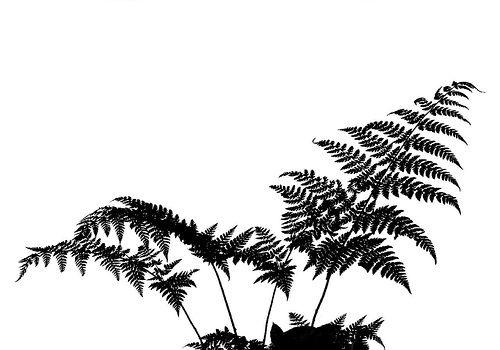 Detail Fern Silhouette Png Nomer 3