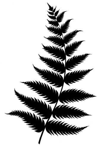 Detail Fern Silhouette Png Nomer 6