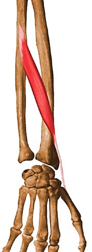 Detail M Flexor Carpi Ulnaris Nomer 8