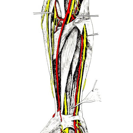 Detail M Flexor Carpi Ulnaris Nomer 13
