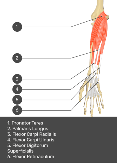 Detail M Flexor Carpi Ulnaris Nomer 16