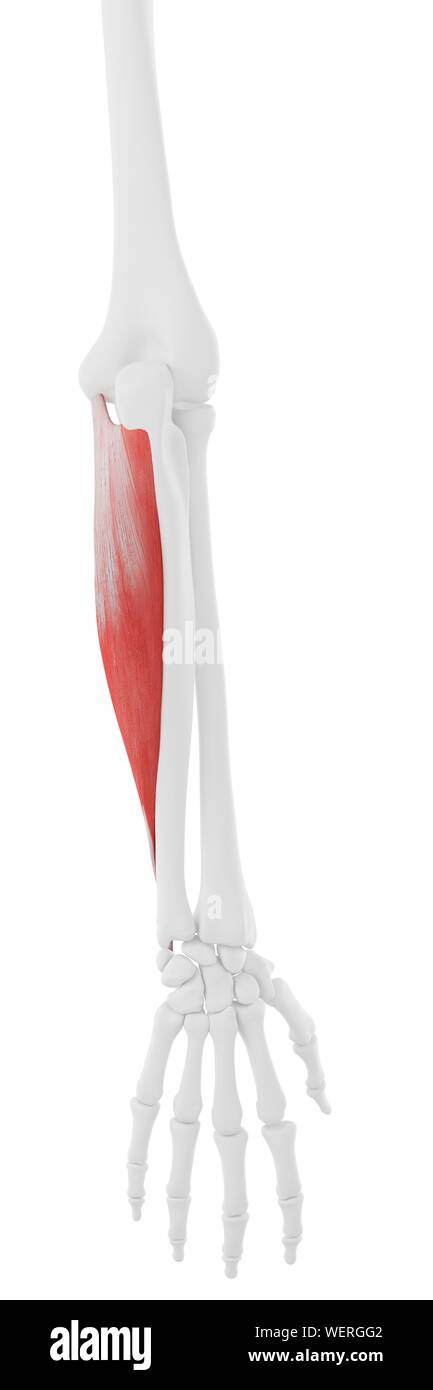 Detail M Flexor Carpi Ulnaris Nomer 5