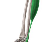Detail M Flexor Carpi Ulnaris Nomer 6