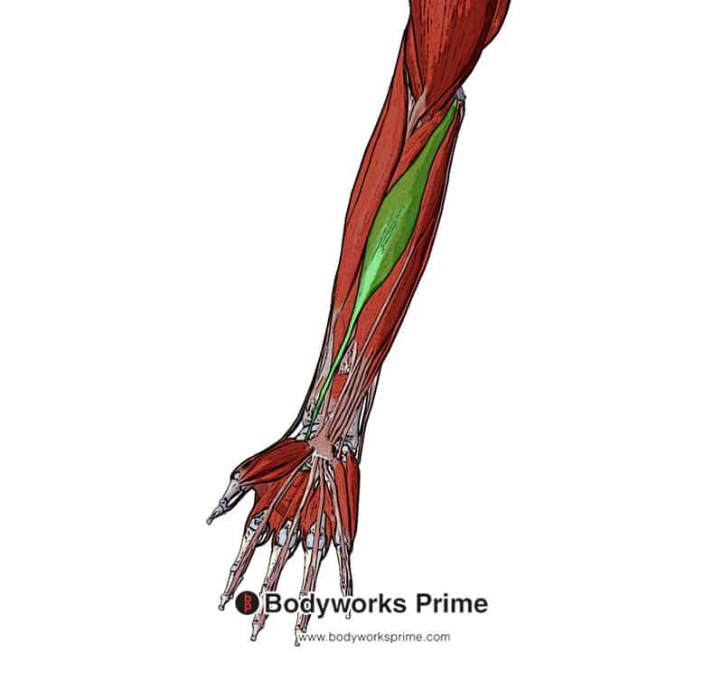 Detail M Flexor Carpi Ulnaris Nomer 7