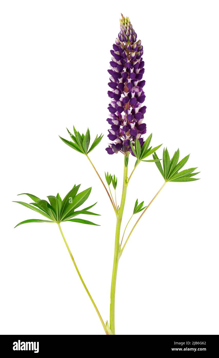 Detail Violette Lupine Nomer 9