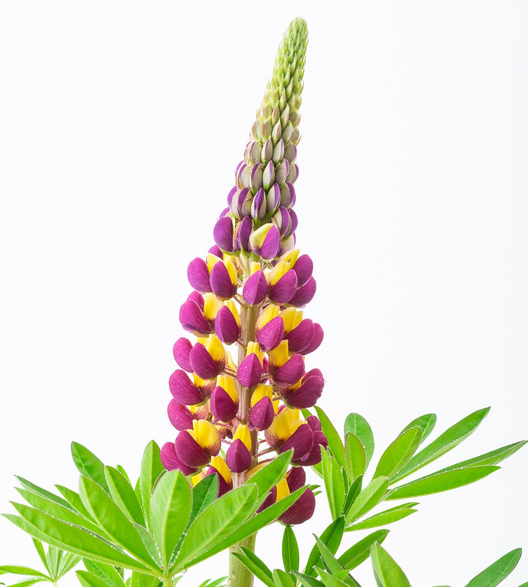 Detail Violette Lupine Nomer 5