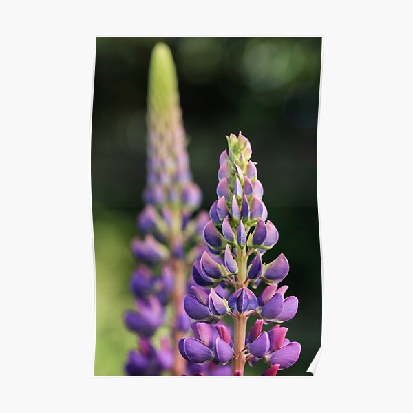 Detail Violette Lupine Nomer 6