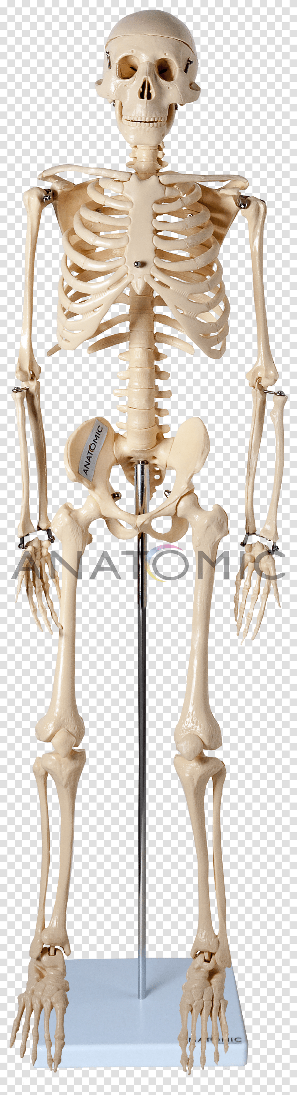 Detail Esqueleto Png Nomer 16