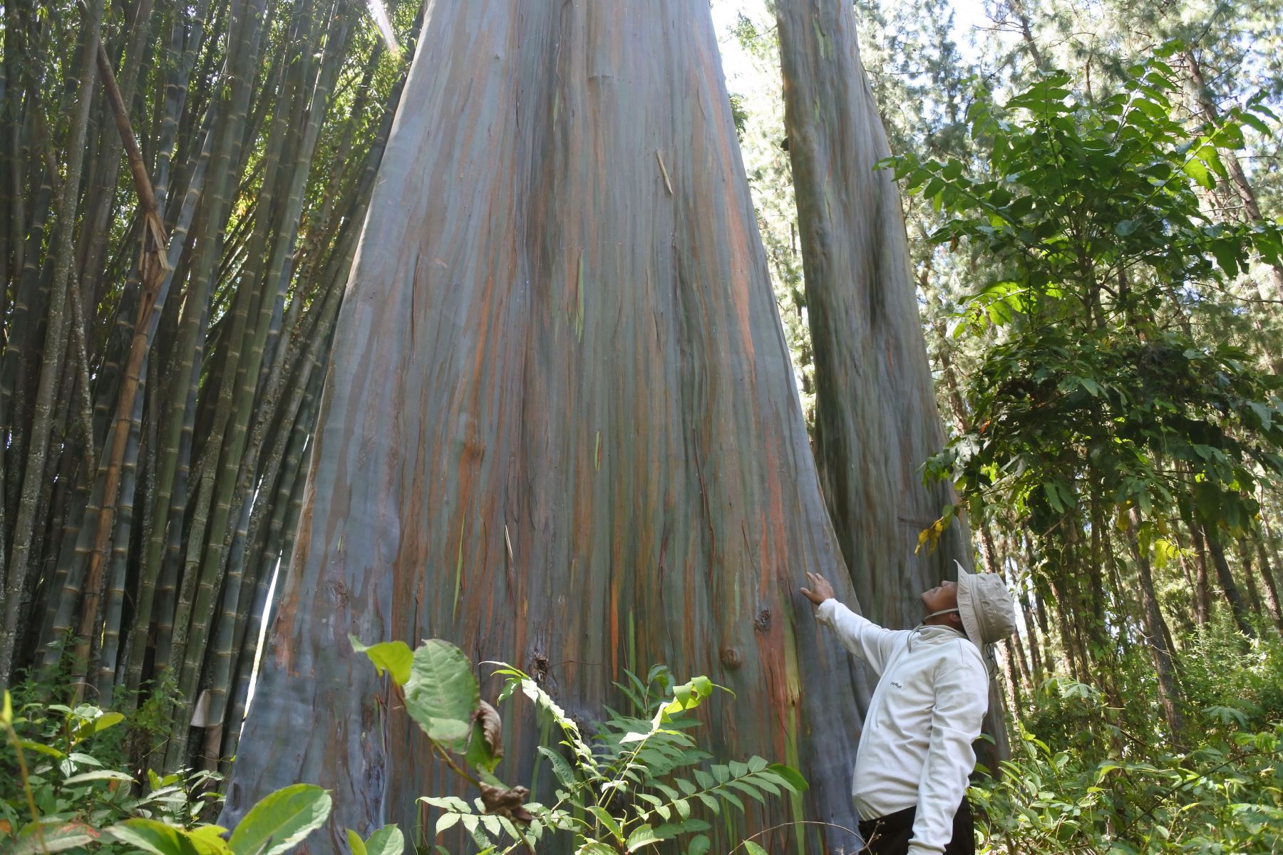 Detail Eucalyptus Kayu Putih Nomer 20