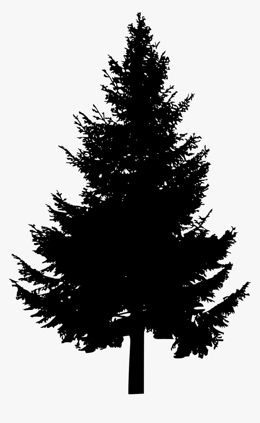 Evergreen Tree Png - KibrisPDR