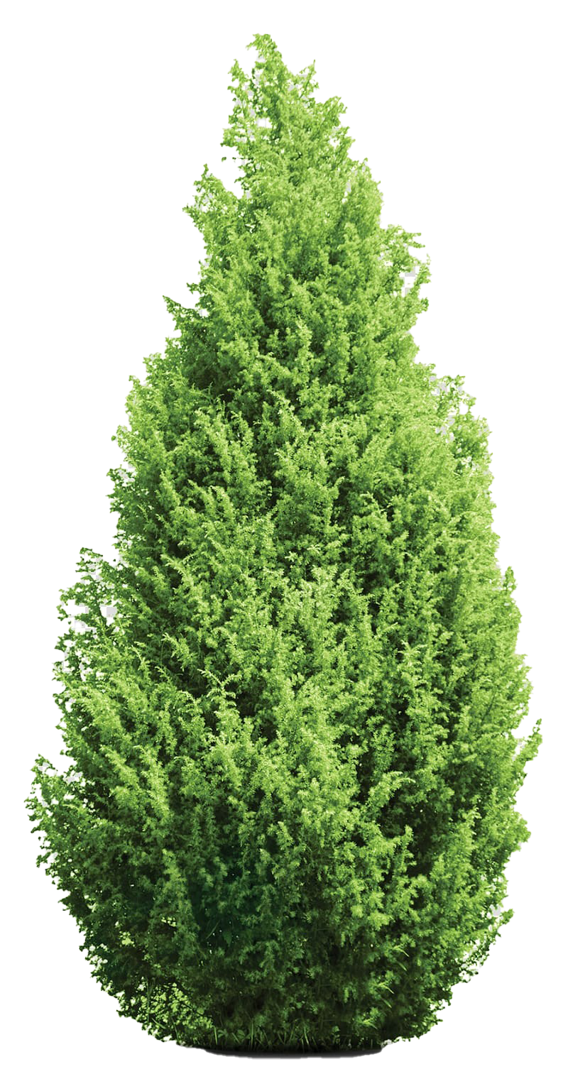 Detail Evergreen Tree Png Nomer 17