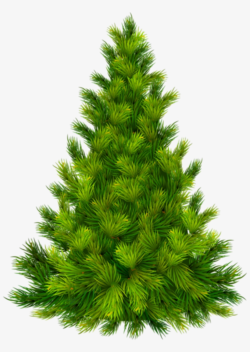 Detail Evergreen Tree Png Nomer 2