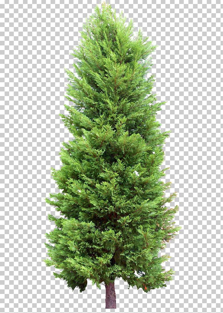 Detail Evergreen Tree Png Nomer 22