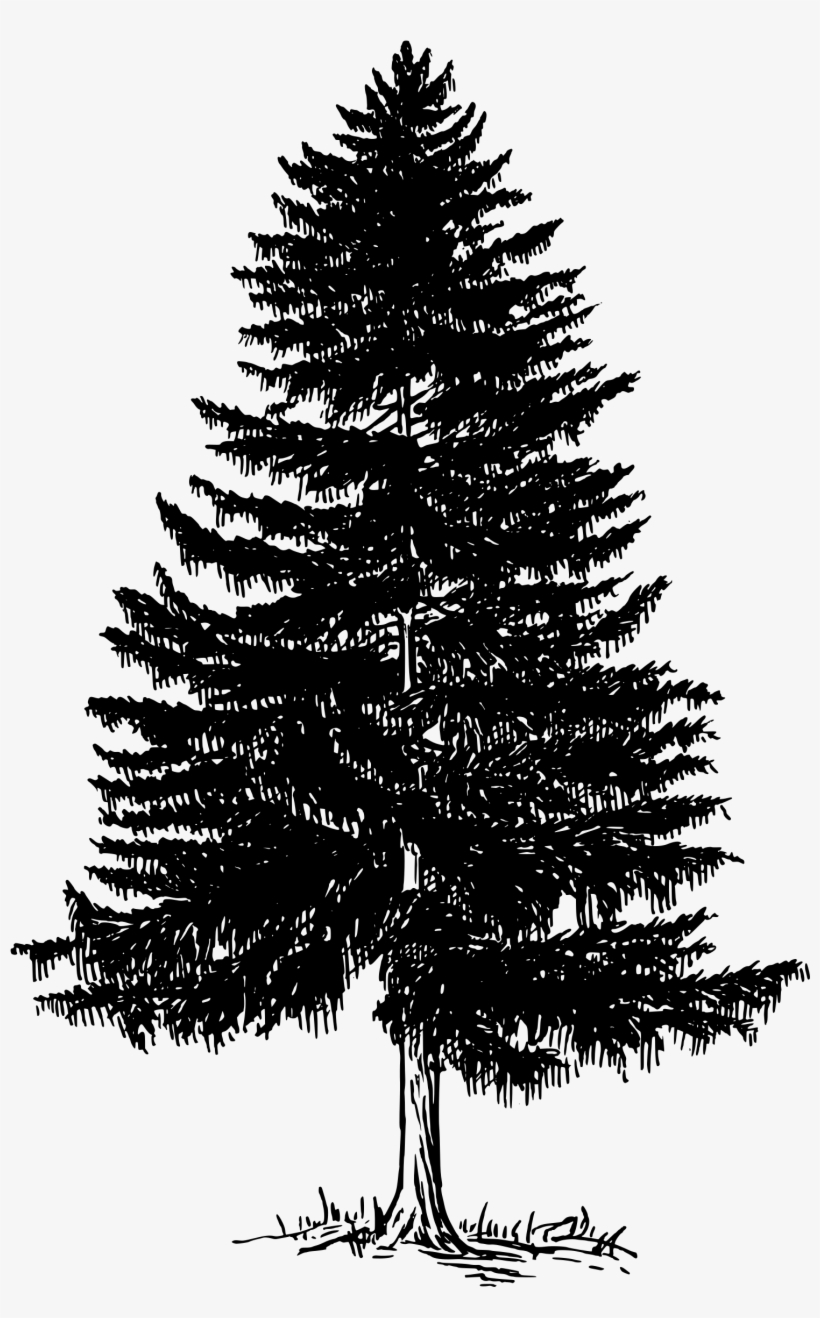 Detail Evergreen Tree Png Nomer 23