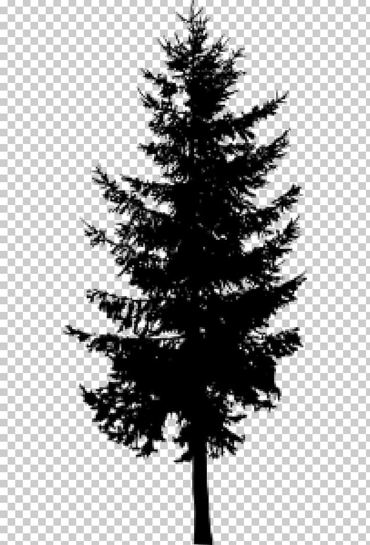 Detail Evergreen Tree Png Nomer 27