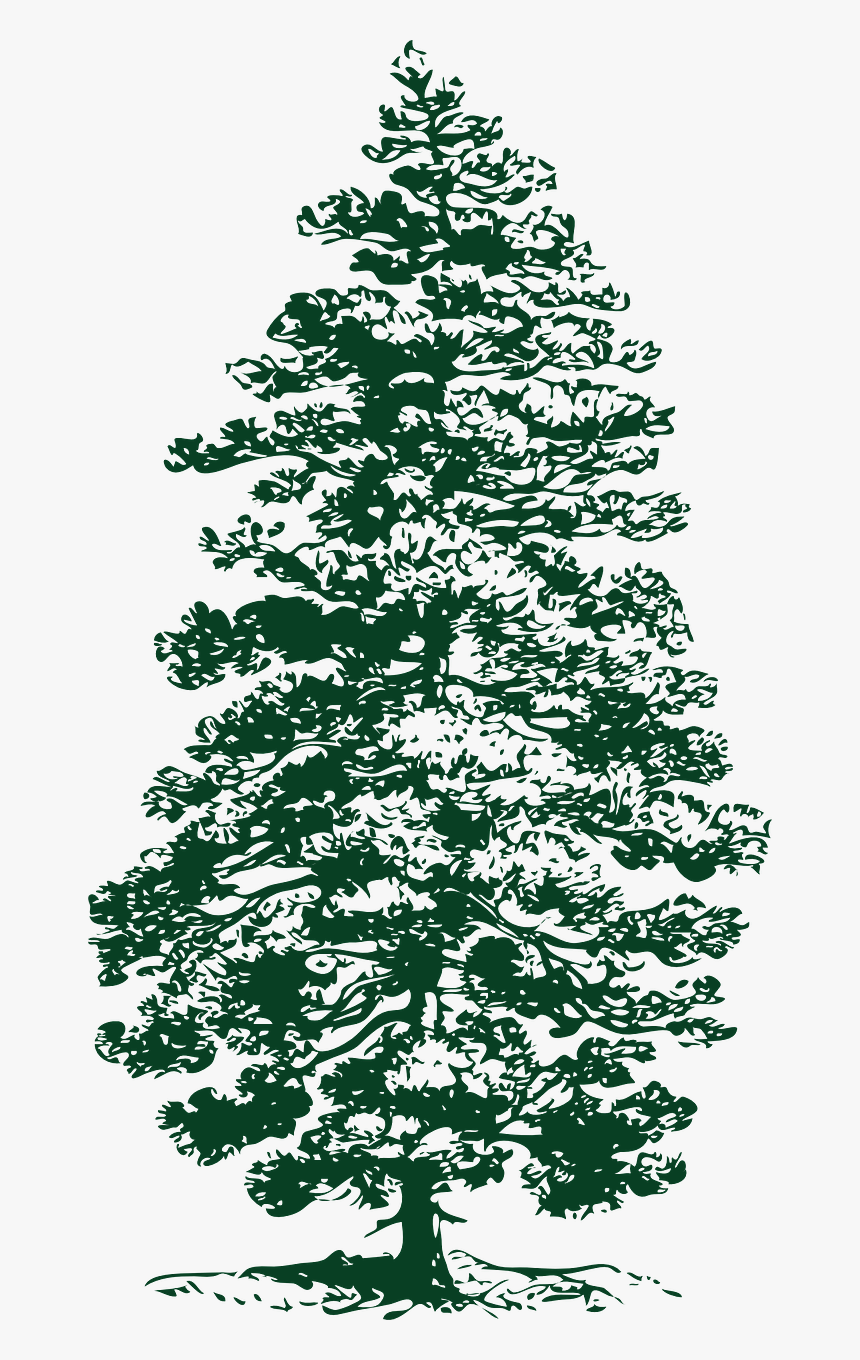 Detail Evergreen Tree Png Nomer 49