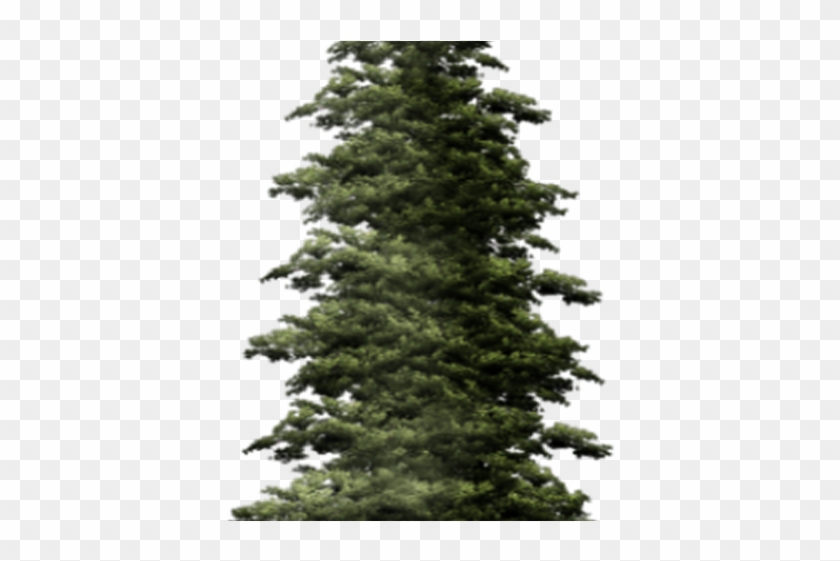 Detail Evergreen Trees Png Nomer 12