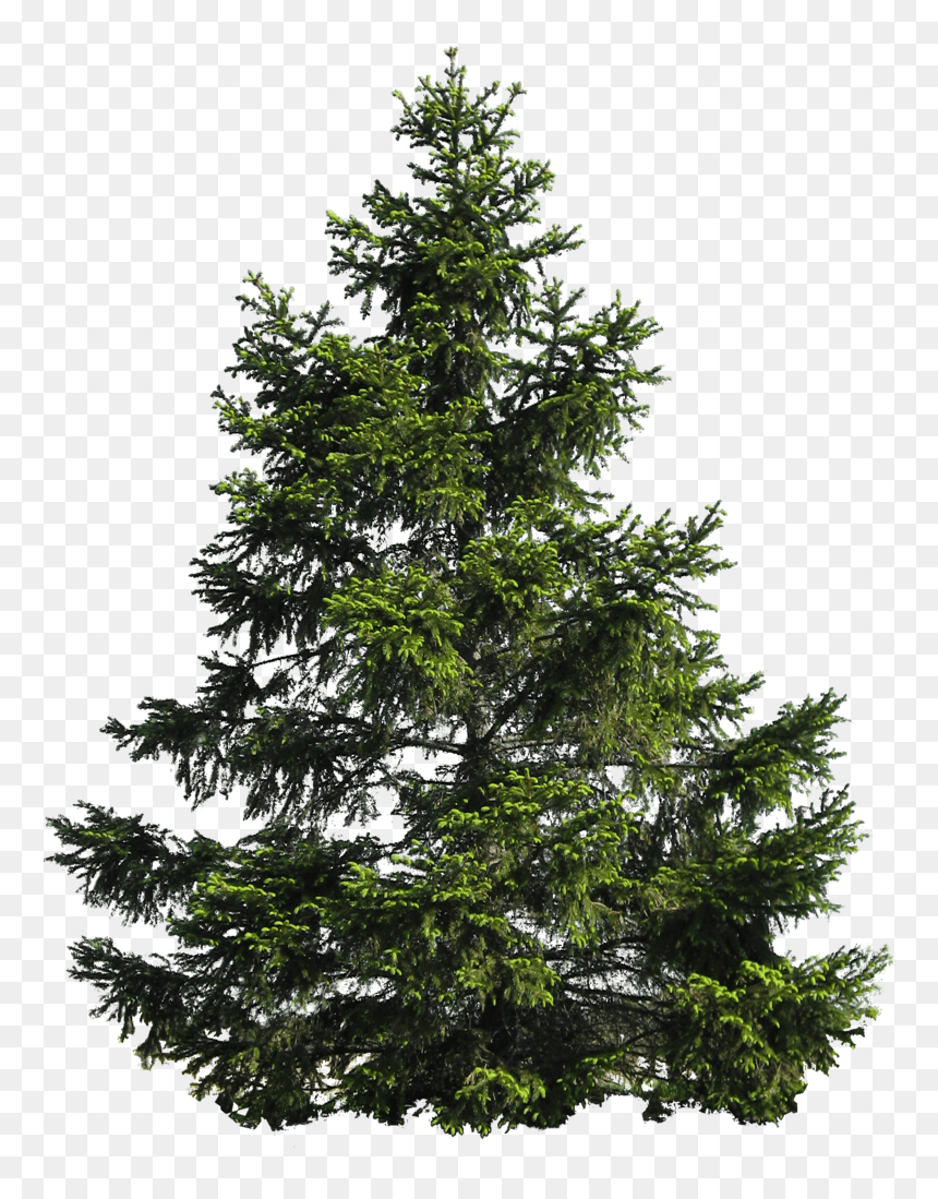 Detail Evergreen Trees Png Nomer 13