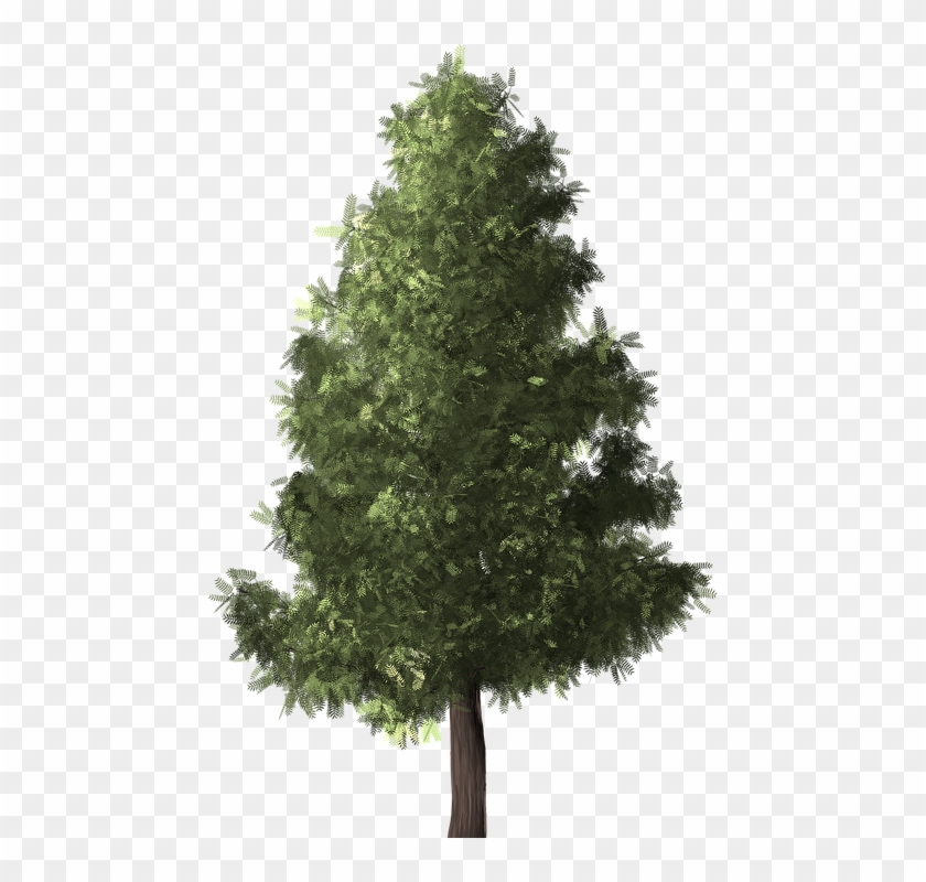 Detail Evergreen Trees Png Nomer 24