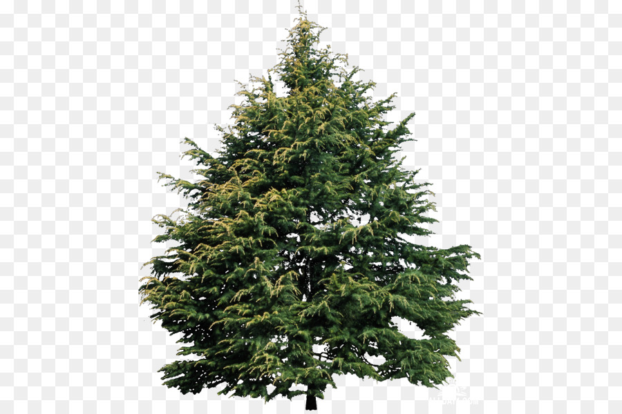 Detail Evergreen Trees Png Nomer 26