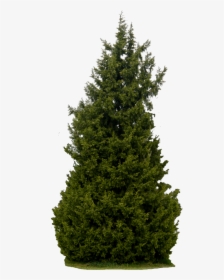 Detail Evergreen Trees Png Nomer 37